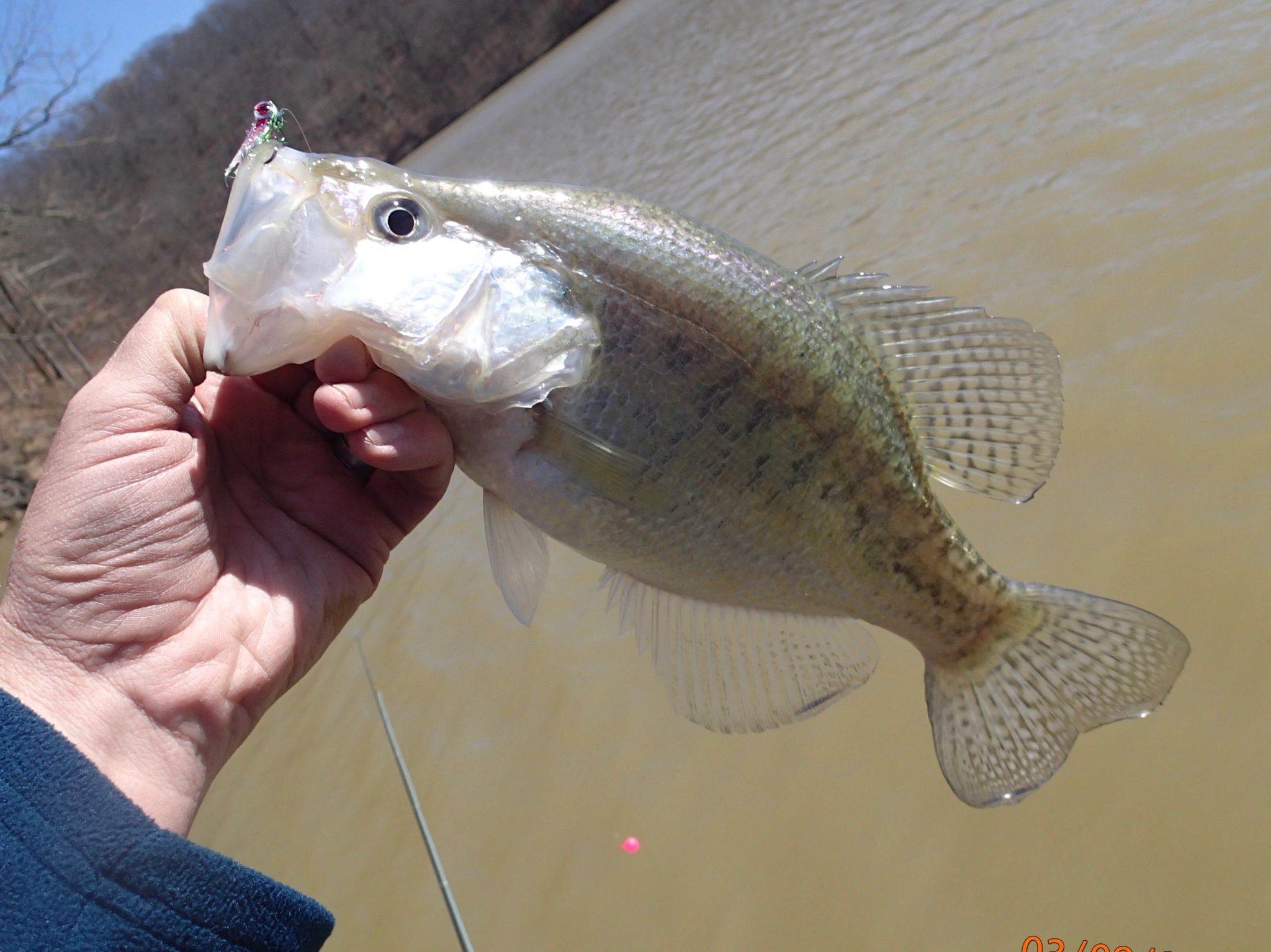 Bobcat Hollow Fly Fishing/Tying: Tying Tutorial: A Balanced Minnow