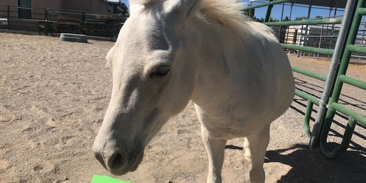 Leonard the mule helps kids learn their sight words. 