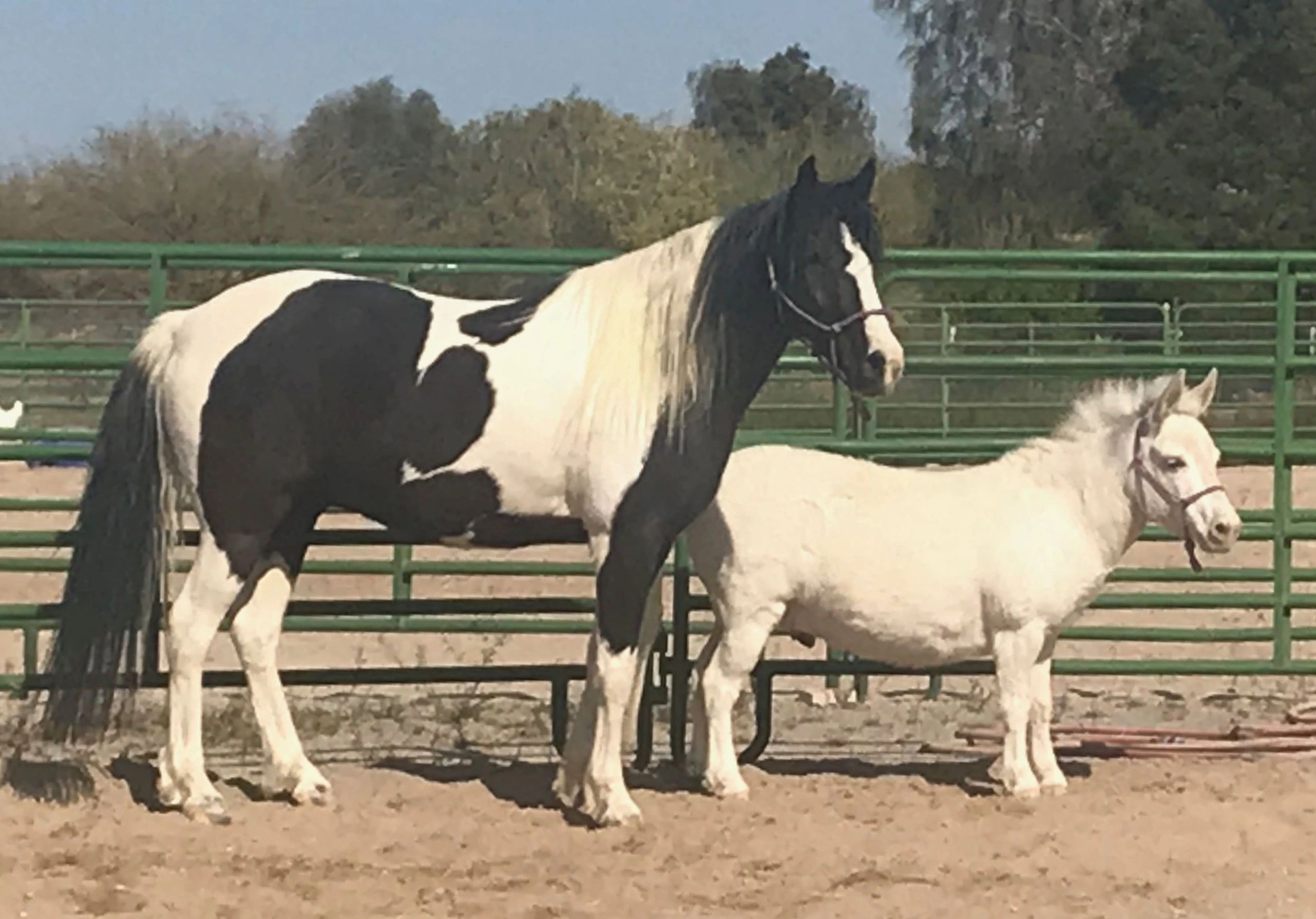 Equine Assisted Learning. Where Equines Meet Education. At L.E.A.R.N. LLC. #HorsesAndEducation