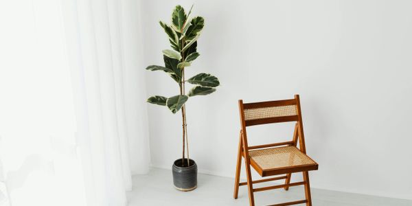 Minimalist room with a wooden chair and potted plant.