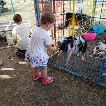 A toddler feeds a small pig through a fenced enclosure at a petting zoo.