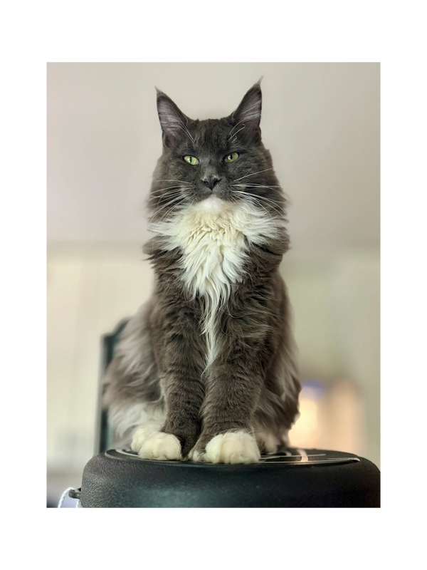 A majestic gray and white cat sitting upright with a calm expression.