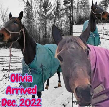 Arrived December 2022 with eyes and later had them removed due to pain from Glaucoma. 