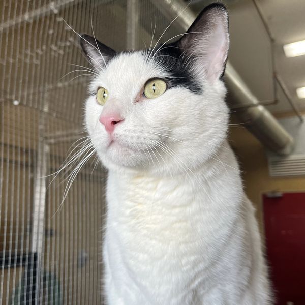 Non-Affectionate Cat Adoption: Embrace Quiet Companionship Today