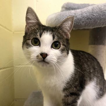 Barn Cats for Adoption: Find Your Perfect Feline Farm Friend