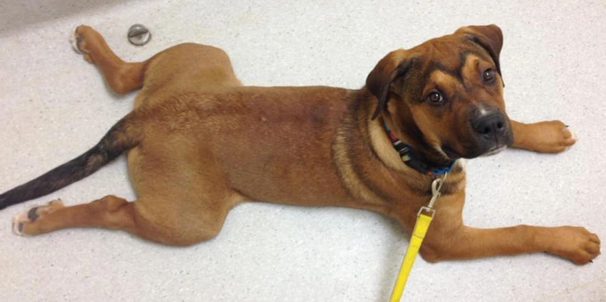 Adoption Info Bandaged Paws Animal Rescue Association