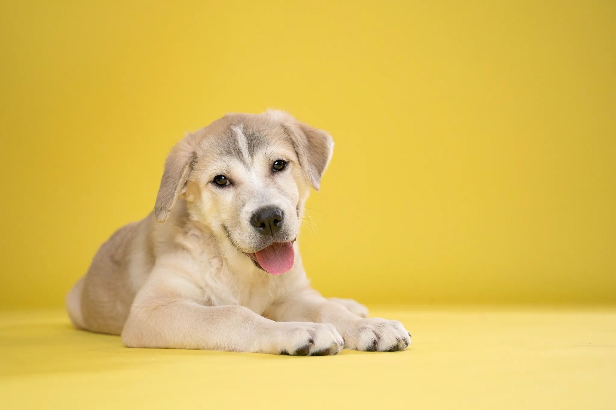 Bandaged Paws Animal Rescue Association logo