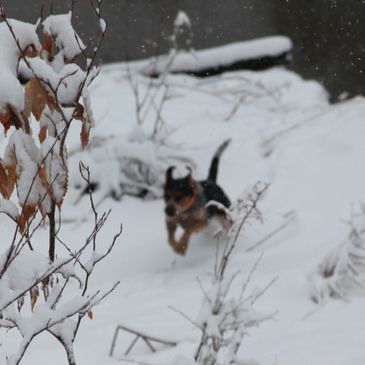 Our four legged friend romping in the forest