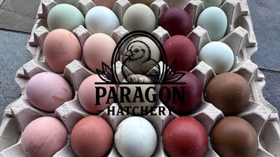 Paragon Hatcher Rainbow Hatching Eggs