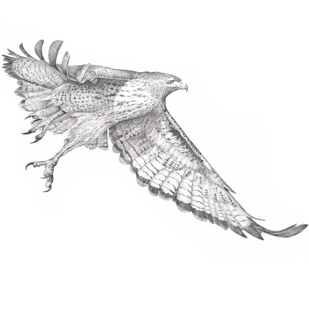Intricate black and white drawing of a hawk in flight.
