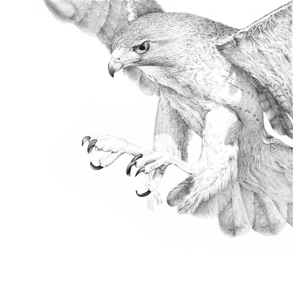 Black and white drawing of an eagle in flight.