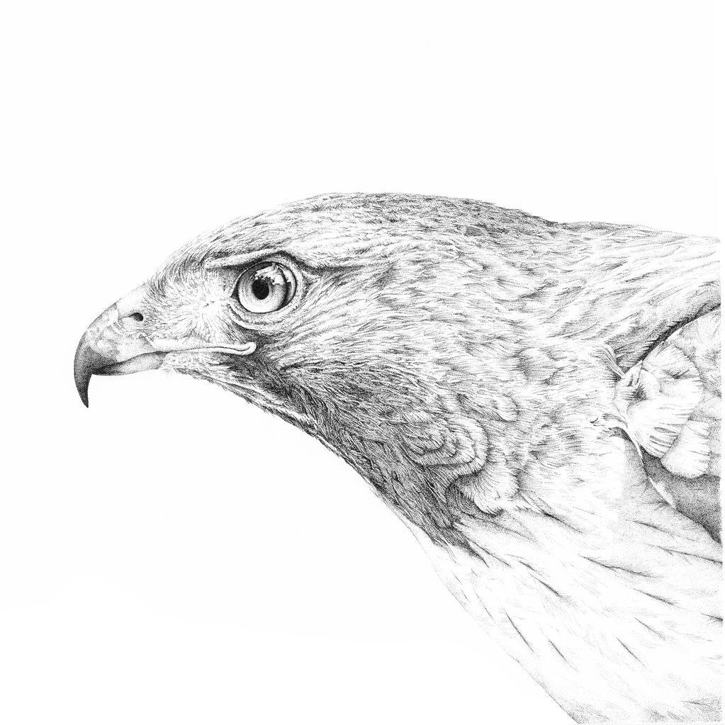 Detailed pencil sketch of a hawk's head.