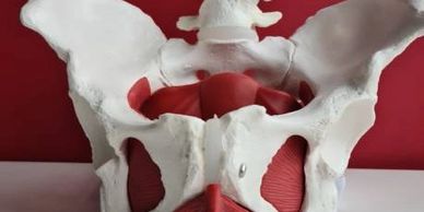 Pelvic floor anatomy