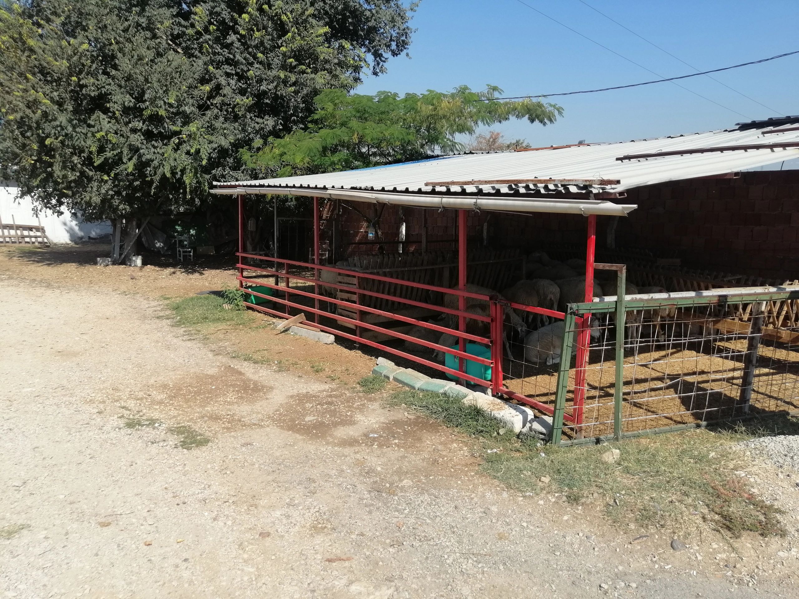 bursa adakçı çiftliği, bursa kurbanlık çiftliği, osmangazi adaklık, merkez adak kurban, adak satış