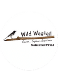 Wild Wagtail Sakleshpur