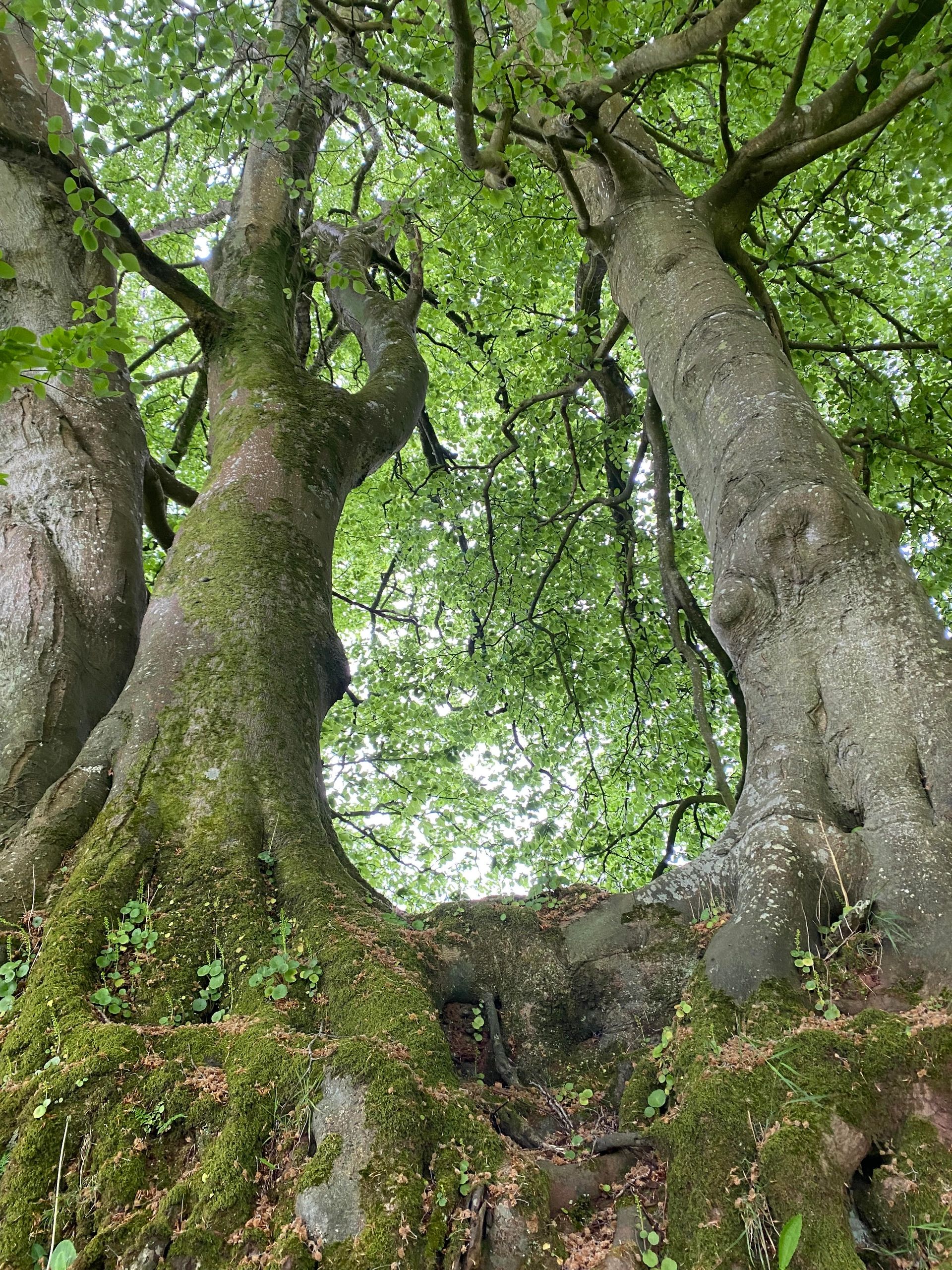 My Journey Into The Woods my-journey-into-the-woods
