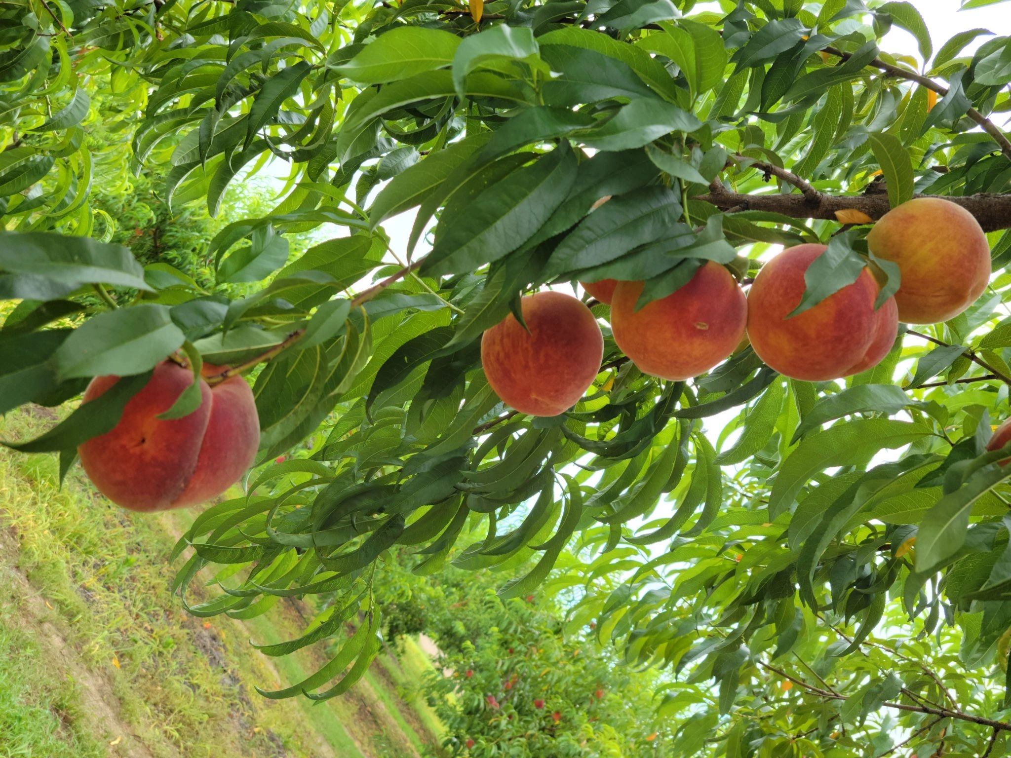 Jenkins Farms Peach Orchard