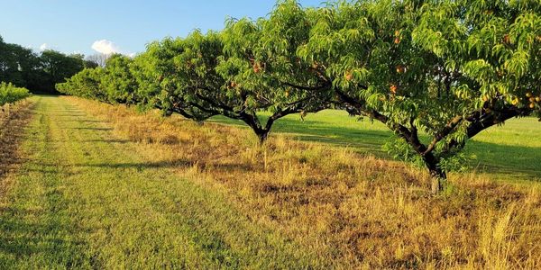 Orchard Bin - Farmer Series - 48″ x 48″ x 36″