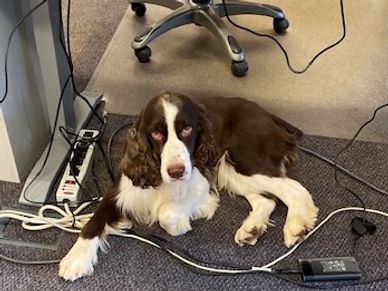 Champion Springer Spaniel