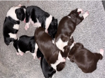 A group of newborn puppies sleeping closely together on a gray carpet.