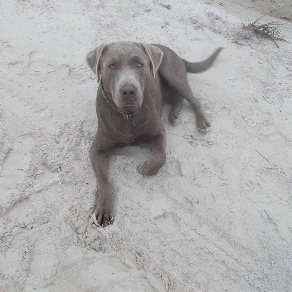 silver lab