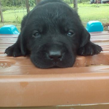 Black lab