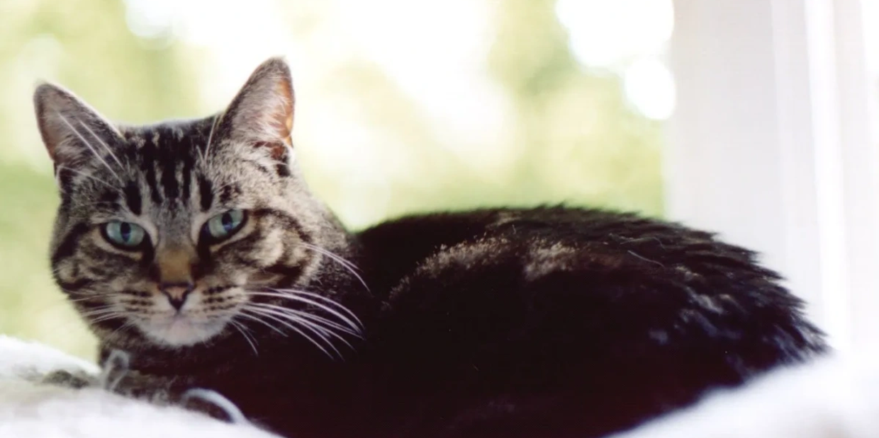 Tabby cat resting near a window.