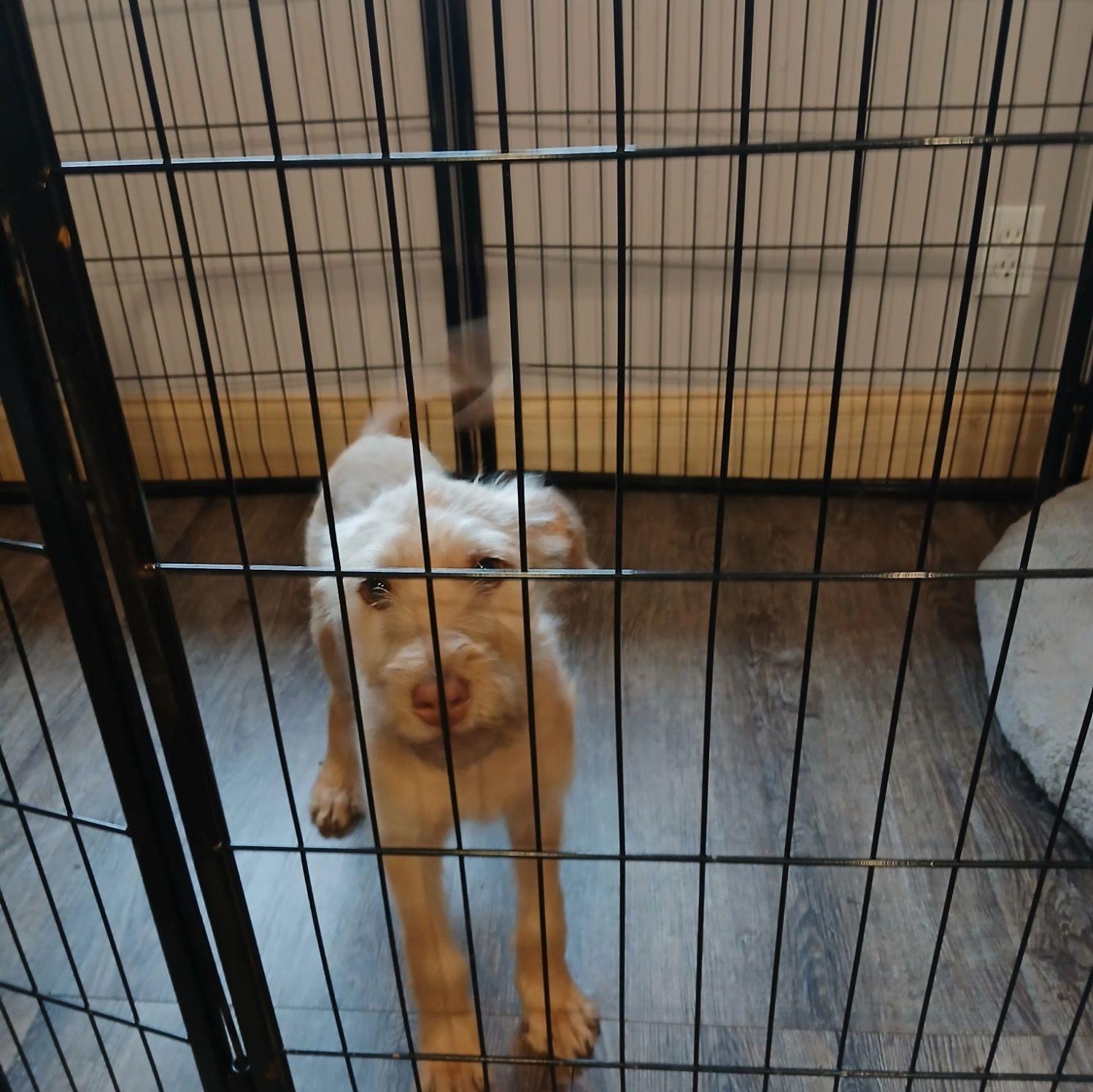 Kai
IN FOSTER TO ADOPT TILL 5/18/25