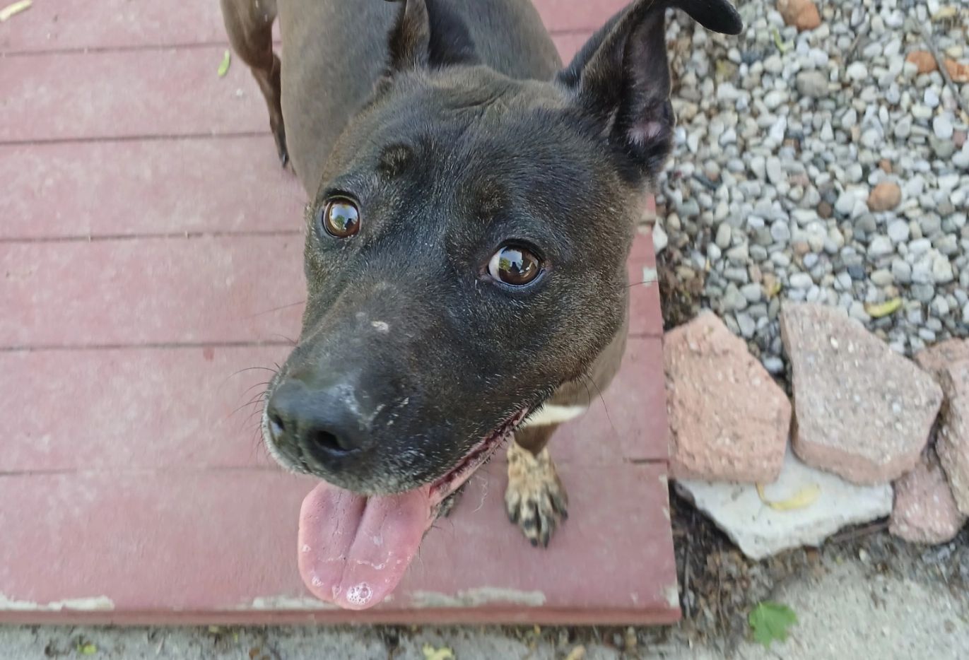 Evie Rose, female, 5yrs, spayed, vaccinated, heartworm negative, microchipped