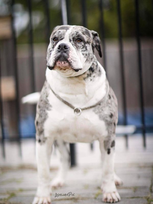 KABBulldogs Breeding for Temperament Health and Conformation