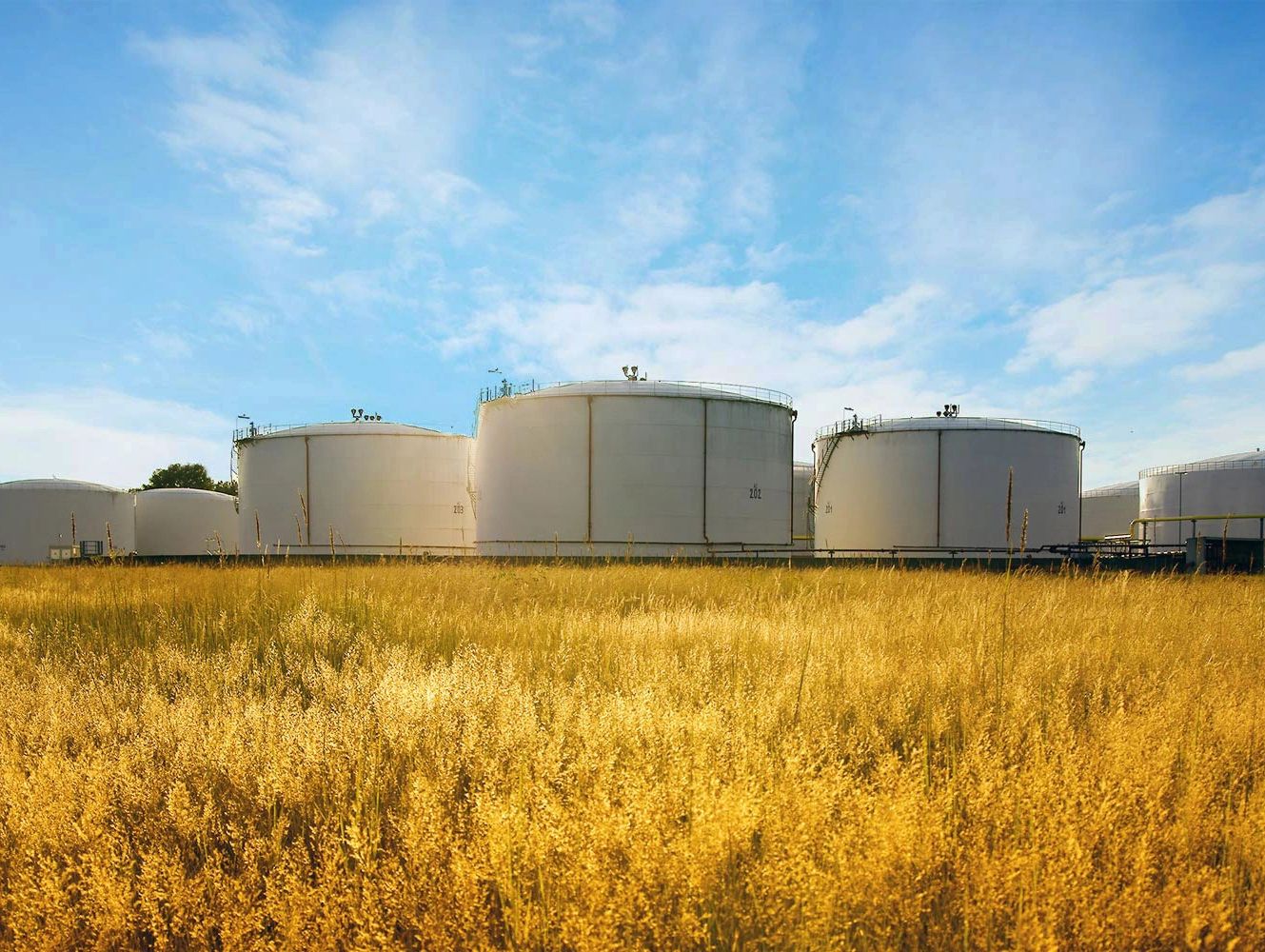 Large white industrial storage tanks behind golden field.