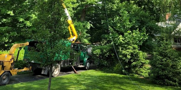 Expert Tree Care