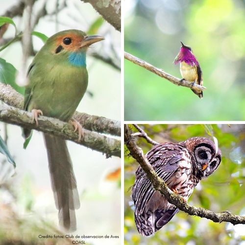 Diversidad de aves de la region de Marcala, La Paz, Honduras