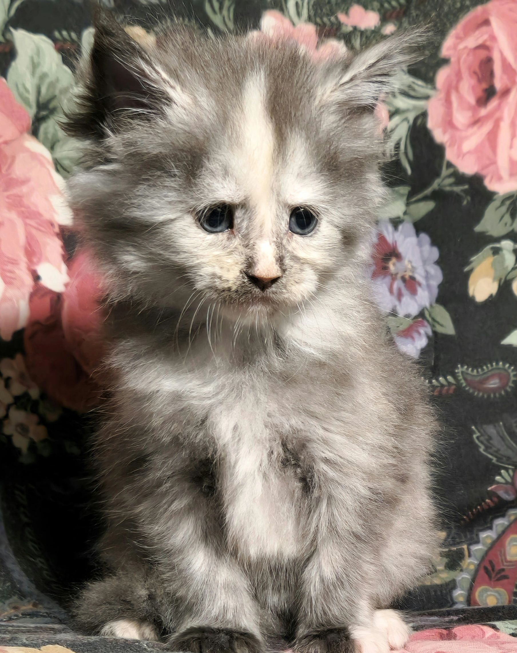 We have a litter planned for 2026
We have a waitlist of 3 thus far. We only accept 4 until after the