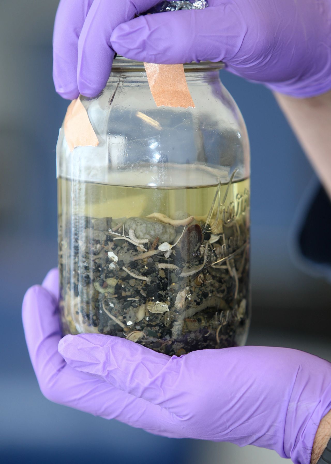 A benthic community sample waiting for processing in which organisms will be pulled out by hand under a microscope, sorted, and identified to the lowest practical level.