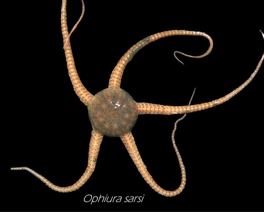 Ophiura sarsi is a common species of brittle star found in marine benthic communities of the Arctic.