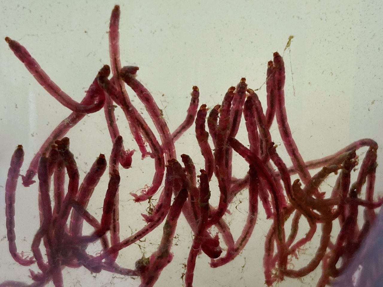 Chironomus dilutus is a standard test species for freshwater sediments.