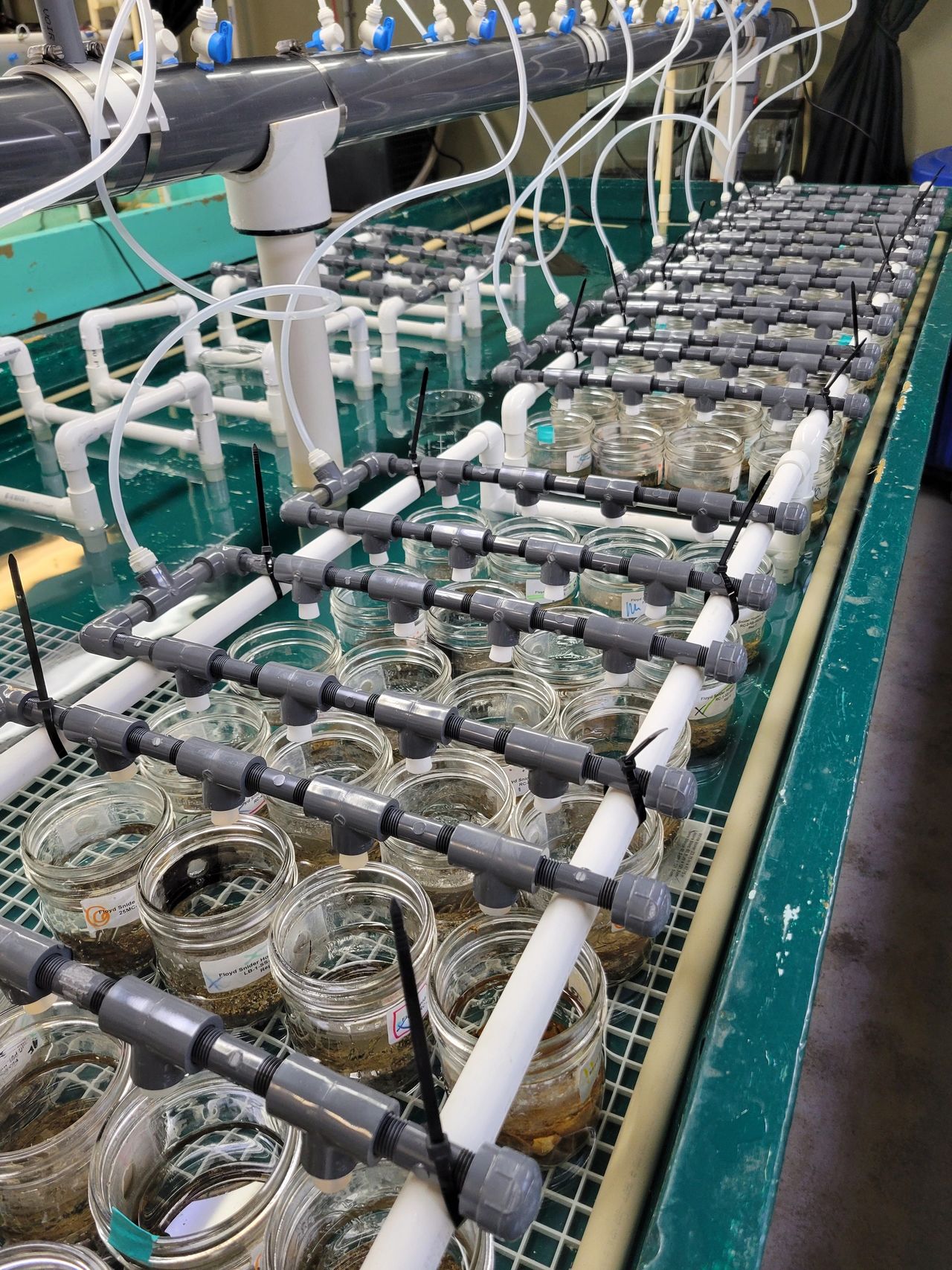 Freshwater sediments undergo toxicity testing with organisms to evaluate biological effects, such as survival and growth.