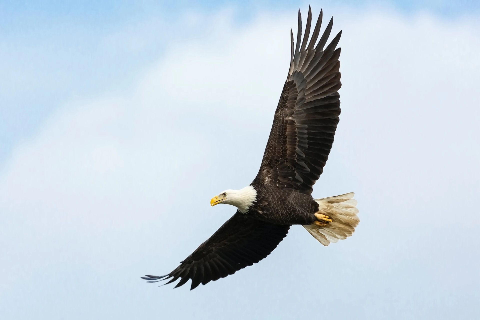 Eagle Corporation