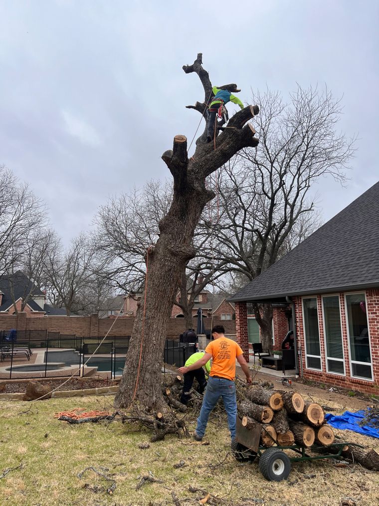 Arborist-guided land clearing project