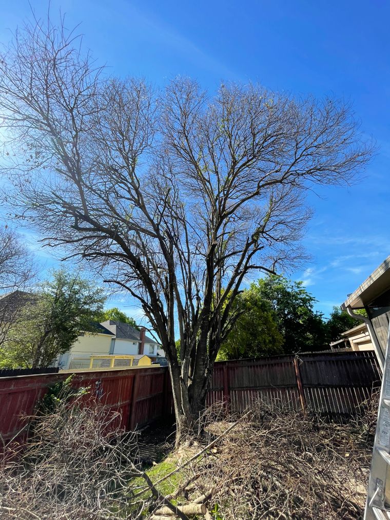 Hazardous tree assessment