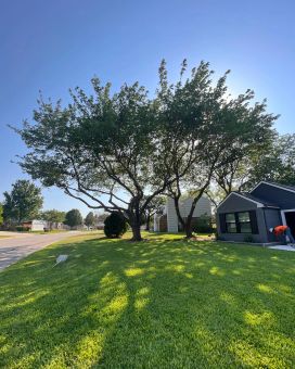 Fall Tree Care Tips for North Texas Properties