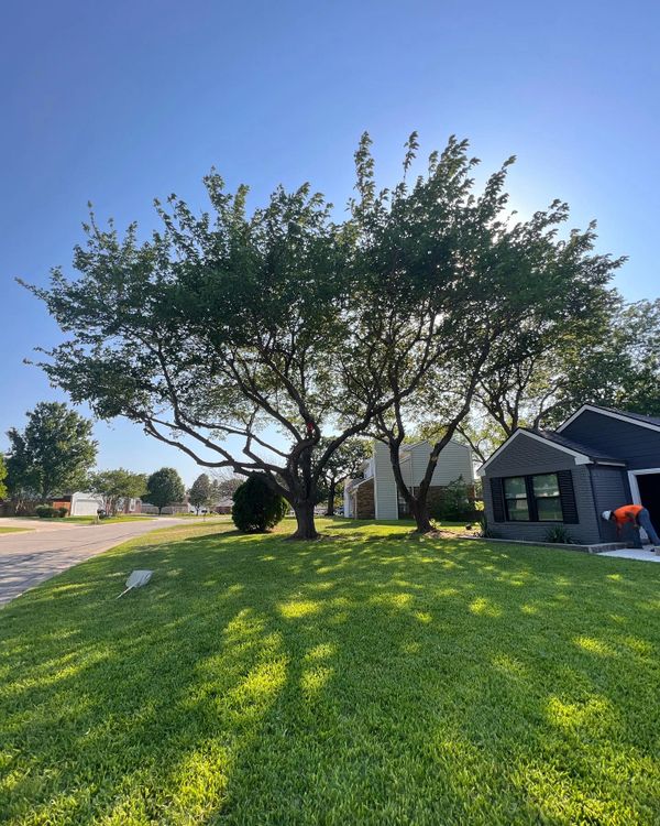 Professional tree trimming service in DFW