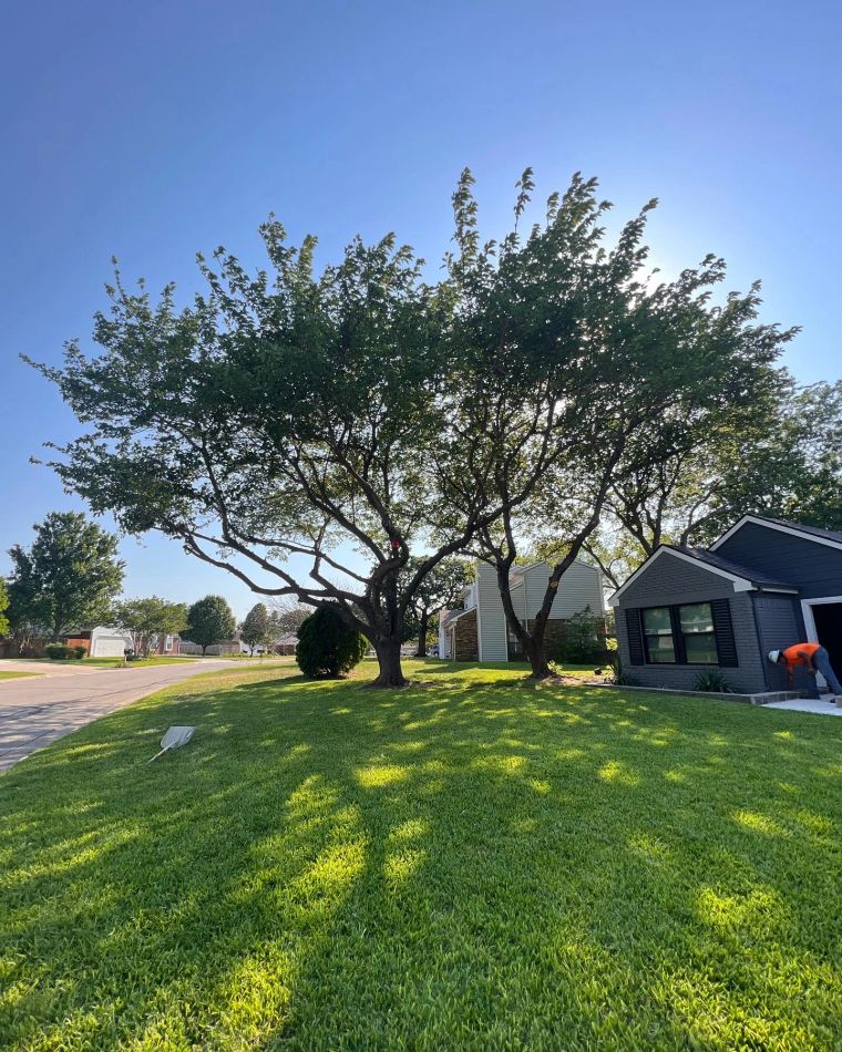 Fall Tree Care Tips for North Texas Properties