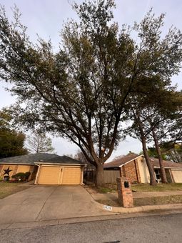 Beautiful trees in North Texas