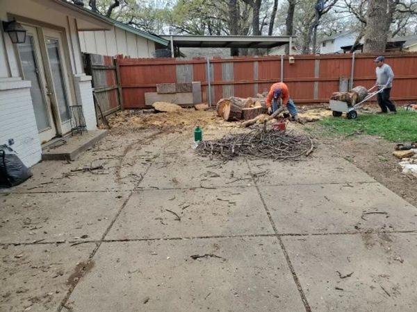 Large tree removal in residential area