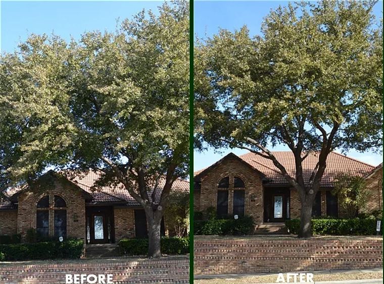 Before and after professional tree pruning