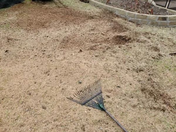 Expert tree care and maintenance