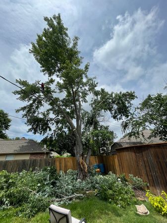 Tree removal crew in action