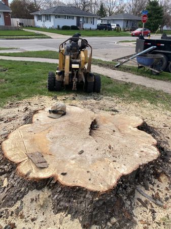 Stump grinding service completed